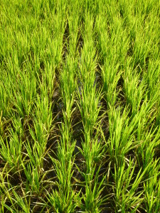 Proper rice spacing promoted by the Feed the Future Ghana value chain project. 